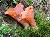 Guepinia helvelloides image