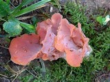 Guepinia helvelloides image