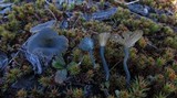 Arrhenia chlorocyanea image