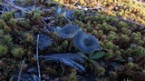 Arrhenia chlorocyanea image