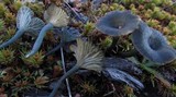 Arrhenia chlorocyanea image