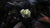 Arrhenia chlorocyanea image