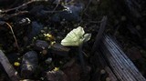 Arrhenia chlorocyanea image