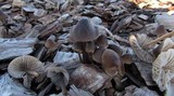Mycena inclinata image
