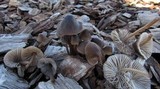 Mycena inclinata image