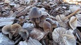 Mycena inclinata image