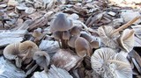 Mycena inclinata image