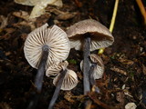 Entoloma dichroum image