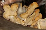 Pleurotus opuntiae image