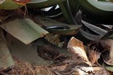Pleurotus opuntiae image