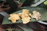 Pleurotus opuntiae image