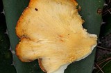 Pleurotus opuntiae image