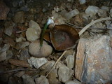 Entoloma incanum image