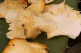 Pleurotus opuntiae image