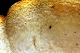 Pleurotus opuntiae image