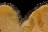 Pleurotus opuntiae image