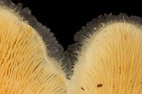 Pleurotus opuntiae image