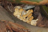 Pleurotus opuntiae image