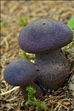 Cortinarius hercynicus image