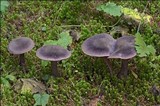 Cortinarius hercynicus image