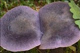 Cortinarius hercynicus image