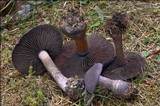 Cortinarius hercynicus image