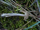 Entoloma mougeotii image