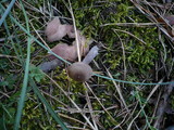 Entoloma mougeotii image