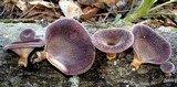 Lentinus strigosus image