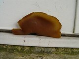 Peziza domiciliana image