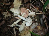 Entoloma rhodopolium image
