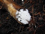 Ceratiomyxa fruticulosa var. fruticulosa image