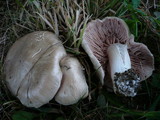 Entoloma sepium image