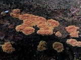 Hyphodiscus incrustatus image