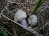 Entoloma sepium image