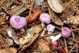 Gymnopus iocephalus image