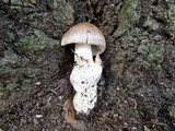 Amanita badia image