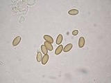 Psilocybe pelliculosa image