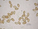 Psilocybe pelliculosa image