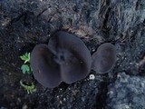 Plicaria endocarpoides image