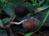 Psathyrella bipellis image