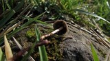Panaeolus acuminatus image