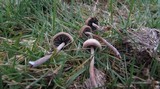 Panaeolus acuminatus image