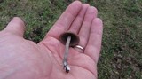 Panaeolus acuminatus image