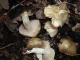 Entoloma sordidulum image