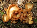 Image of Otidea unicisa