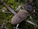 Entoloma vernum image