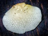 Favolaschia pustulosa image