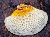 Favolaschia pustulosa image