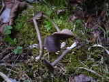 Entoloma vernum image